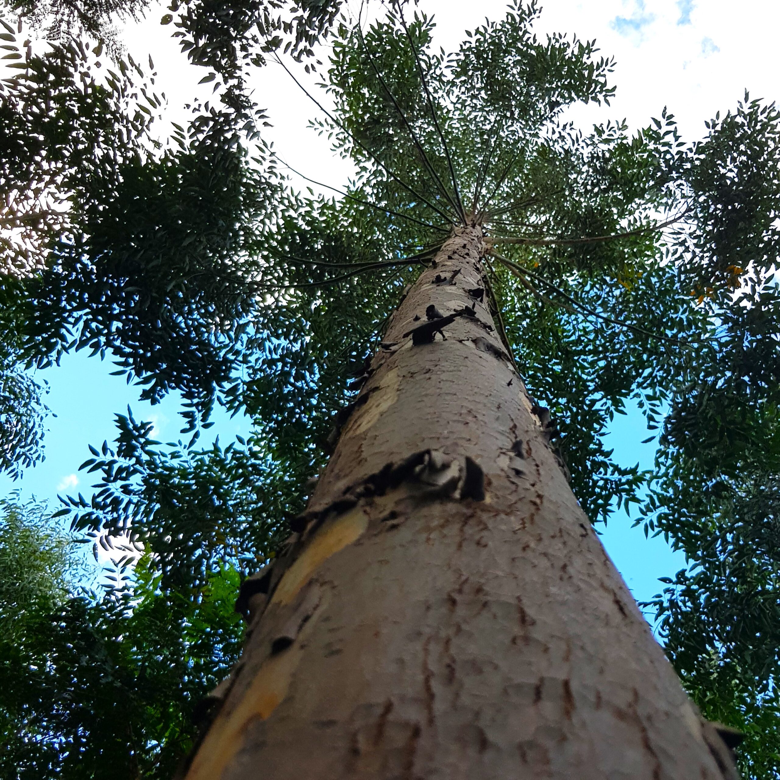 plantación eucalypto 5